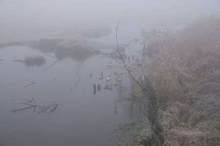 Foggy morning. Gray mystical landscapeの写真素材