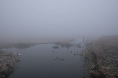 Foggy morning. Gray mystical landscapeの写真素材