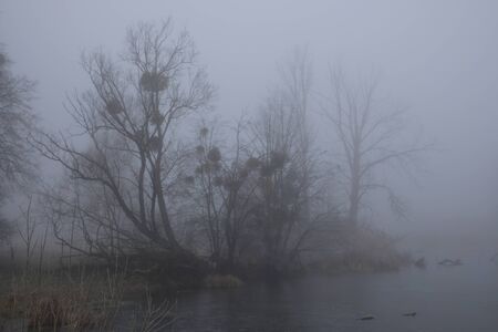 Foggy morning. Gray mystical landscape.の写真素材