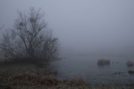 Foggy morning. Gray mystical landscapeの写真素材