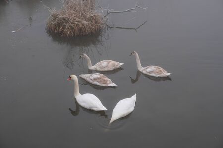 Foggy morning. Gray mystical landscape. A family of swans.の写真素材