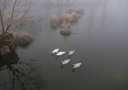 Foggy morning. Gray mystical landscape. A family of swans.の写真素材