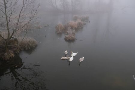 Foggy morning. Gray mystical landscape. A family of swans.の写真素材