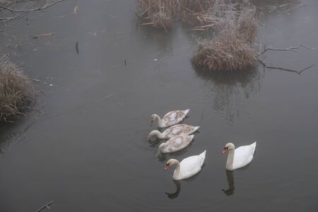 Foggy morning. Gray mystical landscape. A family of swans.の写真素材