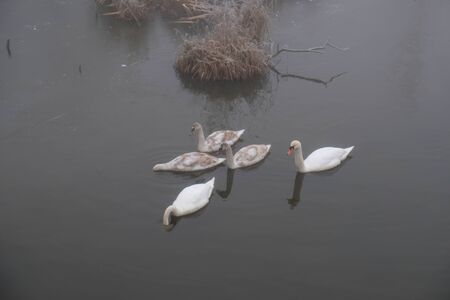 Foggy morning. Gray mystical landscape. A family of swans.の写真素材
