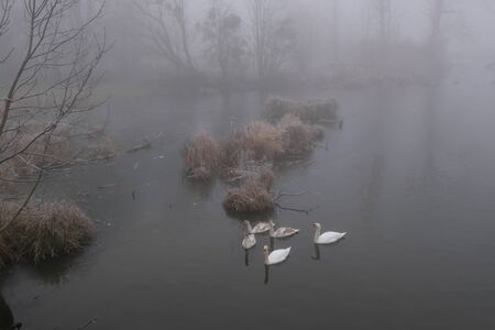Foggy morning. Gray mystical landscape. A family of swans.の写真素材