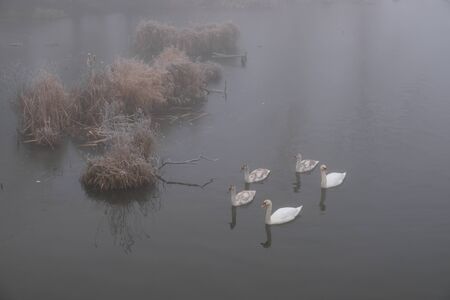 Foggy morning. Gray mystical landscape. A family of swans.の写真素材