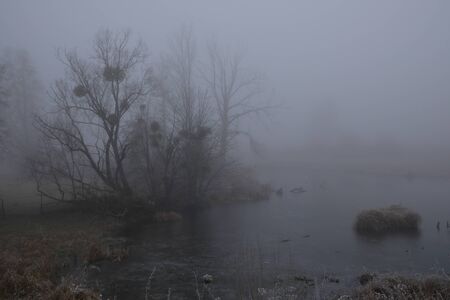 Foggy morning. Gray mystical landscape.の写真素材