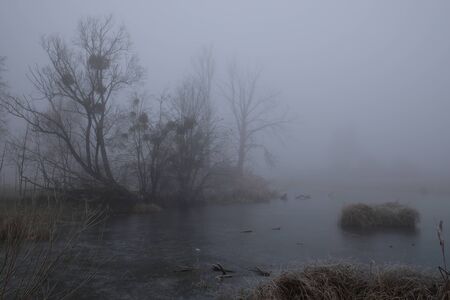 Foggy morning. Gray mystical landscape.の写真素材