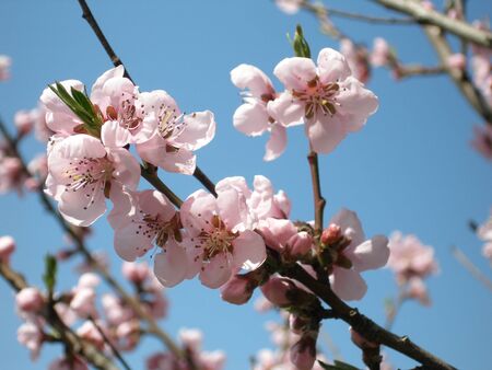 A branch of a blossoming peach.の写真素材