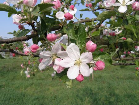 In the garden, apple trees bloomed. Spring collorites.の写真素材