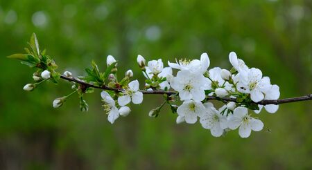 Apple Blossom. In the garden, apple trees bloomed. Spring collorites. For your design, posters, cards, congratulations, banners.の写真素材