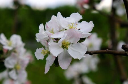 Apple Blossom. In the garden, apple trees bloomed. Spring collorites. For your design, posters, cards, congratulations, banners.の写真素材