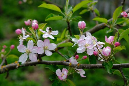 Apple Blossom. In the garden, apple trees bloomed. Spring collorites. For your design, posters, cards, congratulations, banners.の写真素材
