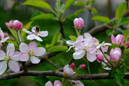 Apple Blossom. In the garden, apple trees bloomed. Spring collorites. For your design, posters, cards, congratulations bannersの写真素材