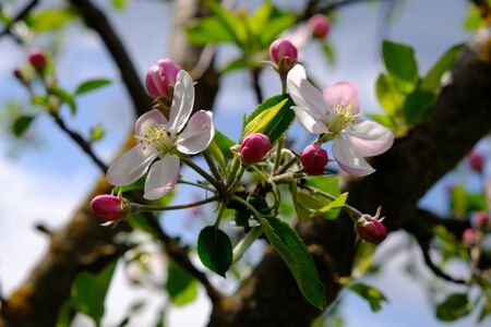 Apple Blossom. In the garden, apple trees bloomed. Spring collorites. For your design, posters, cards, congratulations, banners.の写真素材
