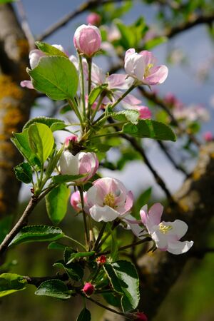 Apple Blossom. In the garden, apple trees bloomed. Spring collorites. For your design, posters, cards, congratulations, banners.の写真素材