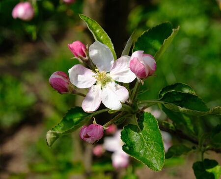 Apple Blossom. In the garden, apple trees bloomed. Spring collorites. For your design, posters, cards, congratulations, banners.の写真素材