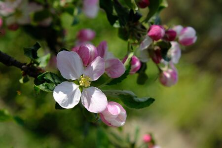 Apple Blossom. In the garden, apple trees bloomed. Spring collorites. For your design, posters, cards, congratulations, banners.の写真素材