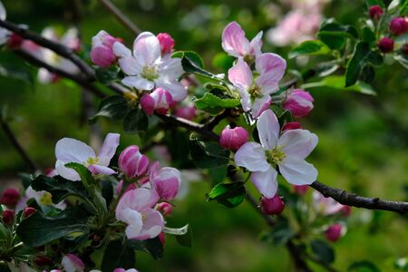 Apple Blossom. In the garden, apple trees bloomed. Spring collorites. For your design, posters, cards, congratulations, banners.の写真素材