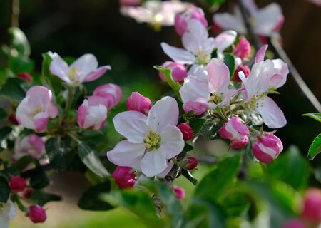 Apple Blossom. In the garden, apple trees bloomed. Spring collorites. For your design, posters, cards, congratulations bannersの写真素材