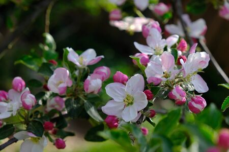 Apple Blossom. In the garden, apple trees bloomed. Spring collorites. For your design, posters, cards, congratulations bannersの写真素材