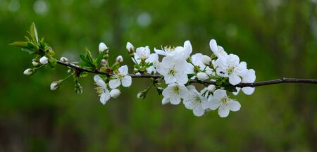 Apple Blossom. In the garden, apple trees bloomed. Spring collorites. For your design, posters, cards, congratulations bannersの写真素材