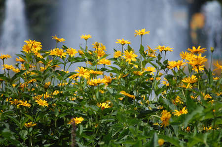 Yellow daisies in front of a fountain.の写真素材