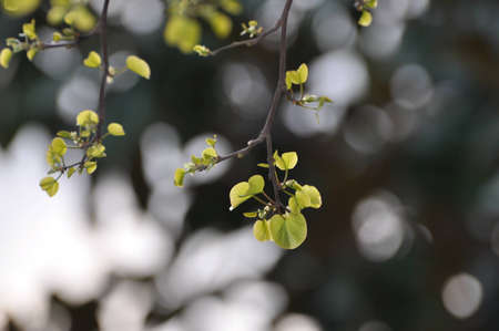 Wispy green leaves against a blurry background.の写真素材