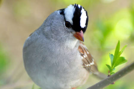 White Crowned Sparrowの写真素材