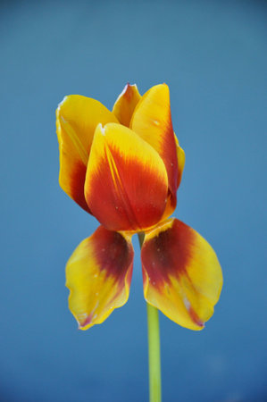 Single tulip with droopy leaves.の写真素材