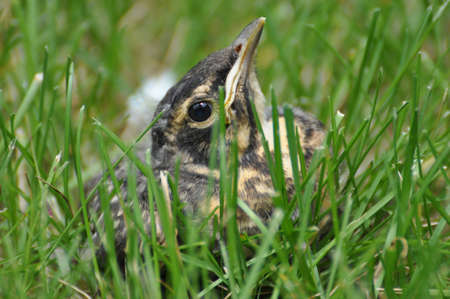 Baby robin nestled in grass.の写真素材