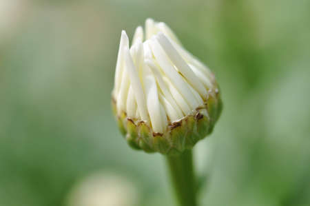 A single opening Daisy.の写真素材