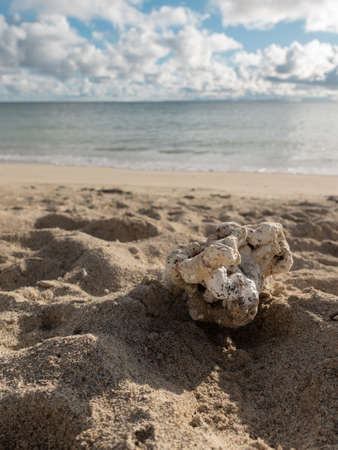 Coral on a sand beach on a cloudy day.の写真素材