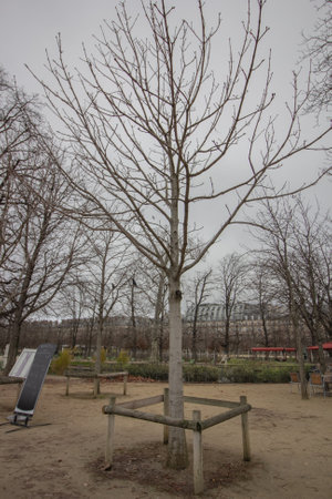 A tree without leafs in a parkの写真素材