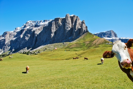 a cow of dolomitesの写真素材