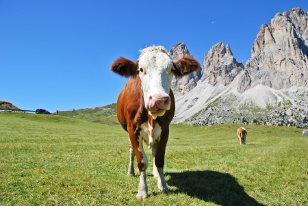 a cow of dolomitesの写真素材
