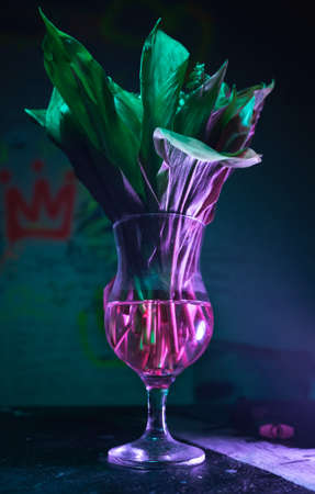 Snowdrops in hurricane glass on neon backgroundの写真素材