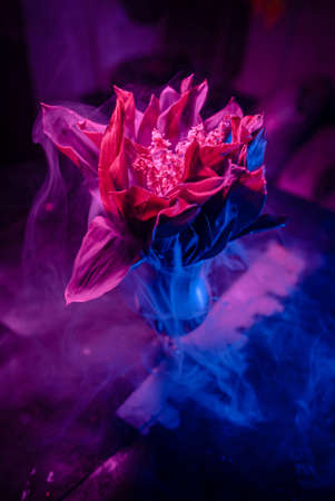 Snowdrops flowers in hurricane glass in Rose and blue smokeの写真素材