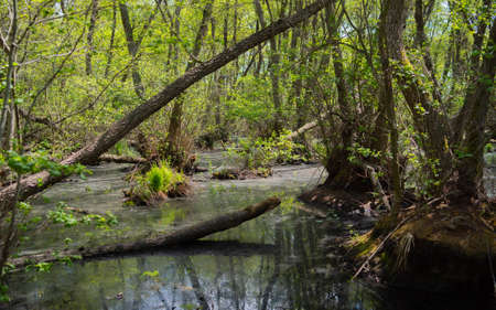 Forest swamp, old wild forestの写真素材