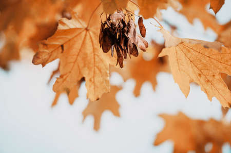 Orange leaves of maple in autumn. cloudy sky on backgroundの写真素材