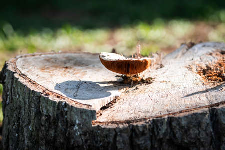 Wild mushroom grows on the stump in the bright autumn sun lightの写真素材