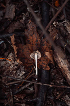 Cut mushroom lie on brown maple leaf. Nice forest texture of foliage.の写真素材