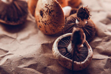 Cozy wild mushrooms harvesting from forest, lie on the craft paper. Cozy warm colors and nice texture.の写真素材