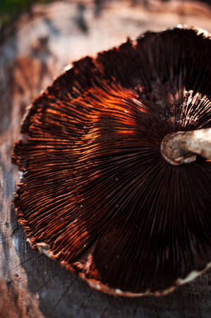 Close shoot of autumn mushrooms umbrella in bright sunlight on the wooden backgroundの写真素材