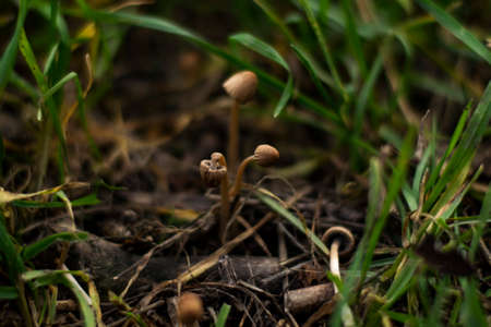 Tiny mushrooms grow from the foliage in the forest. Autumn photo.の写真素材