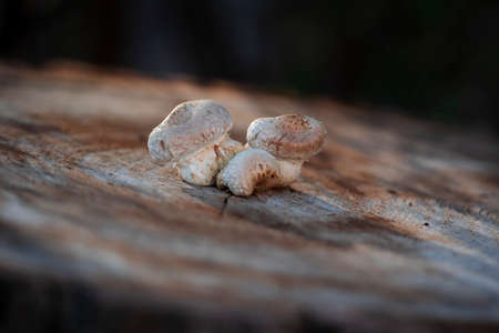 Growing of autumn mushrooms on the cut log in forest. Beauty of nature in a fall.の写真素材
