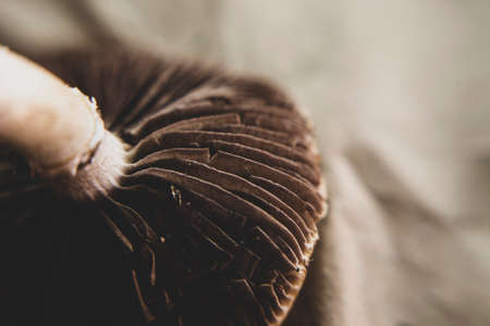 Close up texture of mushroom hat. Interesting patterns in nature. hallucinogenic mushrooms.の写真素材
