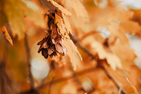 Golden maple branch in a forest. Interesting autumn still life photo of a dying nature.の写真素材