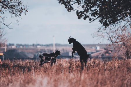 Goats in a country plays with each other at sunset light. Beauty countryside scene.の写真素材